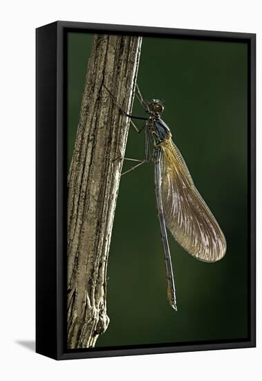 Calopteryx Virgo (Beautiful Demoiselle) - Emerging-Paul Starosta-Framed Stretched Canvas