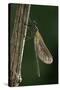 Calopteryx Virgo (Beautiful Demoiselle) - Emerging-Paul Starosta-Stretched Canvas