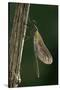 Calopteryx Virgo (Beautiful Demoiselle) - Emerging-Paul Starosta-Stretched Canvas