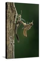 Calopteryx Virgo (Beautiful Demoiselle) - Emerging-Paul Starosta-Stretched Canvas