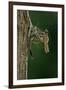 Calopteryx Virgo (Beautiful Demoiselle) - Emerging-Paul Starosta-Framed Photographic Print