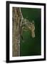 Calopteryx Virgo (Beautiful Demoiselle) - Emerging-Paul Starosta-Framed Photographic Print