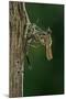 Calopteryx Virgo (Beautiful Demoiselle) - Emerging-Paul Starosta-Mounted Photographic Print