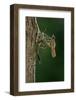 Calopteryx Virgo (Beautiful Demoiselle) - Emerging-Paul Starosta-Framed Photographic Print