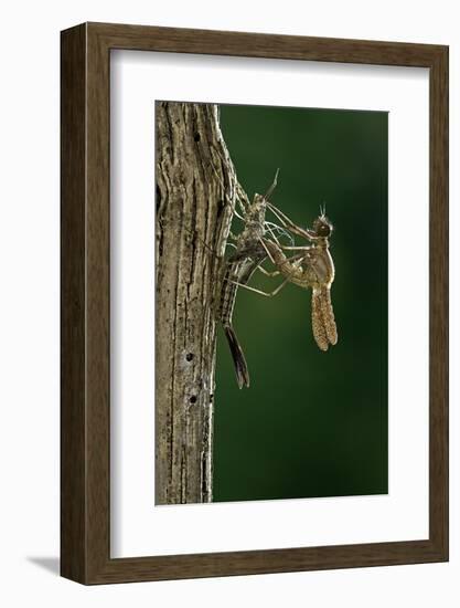 Calopteryx Virgo (Beautiful Demoiselle) - Emerging-Paul Starosta-Framed Photographic Print