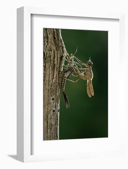 Calopteryx Virgo (Beautiful Demoiselle) - Emerging-Paul Starosta-Framed Photographic Print