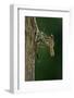 Calopteryx Virgo (Beautiful Demoiselle) - Emerging-Paul Starosta-Framed Photographic Print