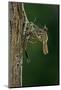 Calopteryx Virgo (Beautiful Demoiselle) - Emerging-Paul Starosta-Mounted Photographic Print