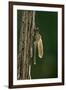 Calopteryx Virgo (Beautiful Demoiselle) - Emerging-Paul Starosta-Framed Photographic Print