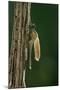 Calopteryx Virgo (Beautiful Demoiselle) - Emerging-Paul Starosta-Mounted Photographic Print