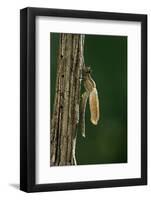 Calopteryx Virgo (Beautiful Demoiselle) - Emerging-Paul Starosta-Framed Photographic Print