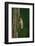 Calopteryx Virgo (Beautiful Demoiselle) - Emerging-Paul Starosta-Framed Photographic Print