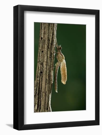 Calopteryx Virgo (Beautiful Demoiselle) - Emerging-Paul Starosta-Framed Photographic Print