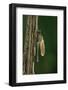 Calopteryx Virgo (Beautiful Demoiselle) - Emerging-Paul Starosta-Framed Photographic Print