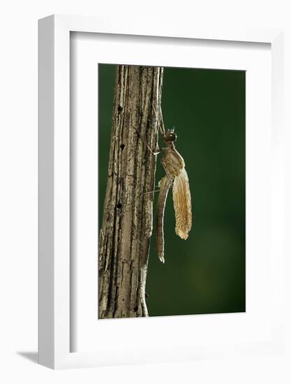 Calopteryx Virgo (Beautiful Demoiselle) - Emerging-Paul Starosta-Framed Photographic Print