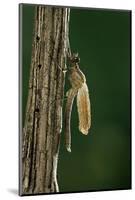 Calopteryx Virgo (Beautiful Demoiselle) - Emerging-Paul Starosta-Mounted Photographic Print