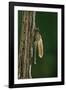 Calopteryx Virgo (Beautiful Demoiselle) - Emerging-Paul Starosta-Framed Photographic Print