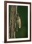 Calopteryx Virgo (Beautiful Demoiselle) - Emerging-Paul Starosta-Framed Photographic Print