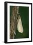 Calopteryx Virgo (Beautiful Demoiselle) - Emerging-Paul Starosta-Framed Photographic Print