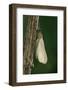 Calopteryx Virgo (Beautiful Demoiselle) - Emerging-Paul Starosta-Framed Photographic Print