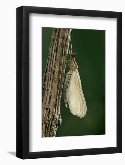 Calopteryx Virgo (Beautiful Demoiselle) - Emerging-Paul Starosta-Framed Photographic Print