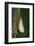 Calopteryx Virgo (Beautiful Demoiselle) - Emerging-Paul Starosta-Framed Photographic Print