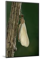 Calopteryx Virgo (Beautiful Demoiselle) - Emerging-Paul Starosta-Mounted Photographic Print