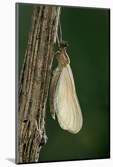 Calopteryx Virgo (Beautiful Demoiselle) - Emerging-Paul Starosta-Mounted Photographic Print