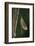 Calopteryx Virgo (Beautiful Demoiselle) - Emerging-Paul Starosta-Framed Photographic Print