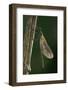 Calopteryx Virgo (Beautiful Demoiselle) - Emerging-Paul Starosta-Framed Photographic Print