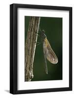 Calopteryx Virgo (Beautiful Demoiselle) - Emerging-Paul Starosta-Framed Photographic Print