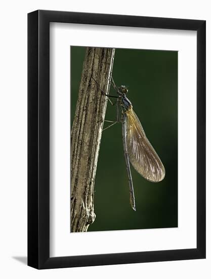 Calopteryx Virgo (Beautiful Demoiselle) - Emerging-Paul Starosta-Framed Photographic Print