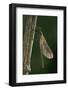 Calopteryx Virgo (Beautiful Demoiselle) - Emerging-Paul Starosta-Framed Photographic Print