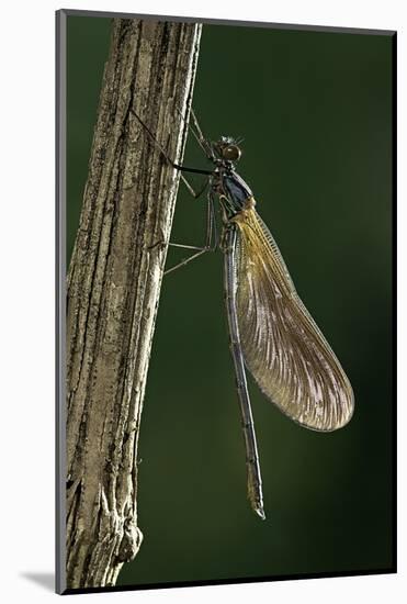 Calopteryx Virgo (Beautiful Demoiselle) - Emerging-Paul Starosta-Mounted Photographic Print