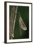 Calopteryx Virgo (Beautiful Demoiselle) - Emerging-Paul Starosta-Framed Photographic Print