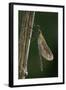 Calopteryx Virgo (Beautiful Demoiselle) - Emerging-Paul Starosta-Framed Photographic Print