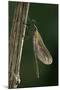 Calopteryx Virgo (Beautiful Demoiselle) - Emerging-Paul Starosta-Mounted Photographic Print