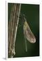 Calopteryx Virgo (Beautiful Demoiselle) - Emerging-Paul Starosta-Framed Photographic Print