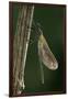 Calopteryx Virgo (Beautiful Demoiselle) - Emerging-Paul Starosta-Framed Photographic Print