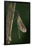 Calopteryx Virgo (Beautiful Demoiselle) - Emerging-Paul Starosta-Framed Photographic Print