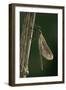 Calopteryx Virgo (Beautiful Demoiselle) - Emerging-Paul Starosta-Framed Photographic Print