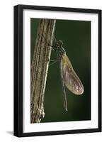 Calopteryx Virgo (Beautiful Demoiselle) - Emerging-Paul Starosta-Framed Photographic Print