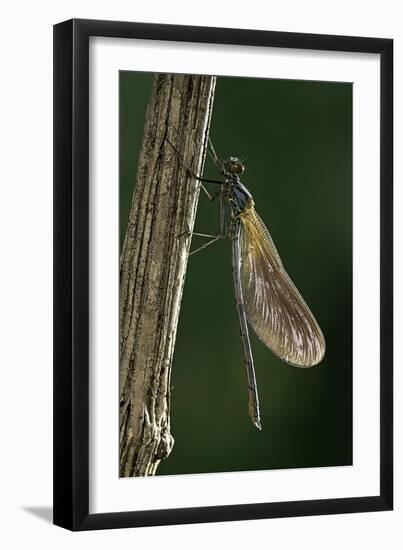 Calopteryx Virgo (Beautiful Demoiselle) - Emerging-Paul Starosta-Framed Photographic Print