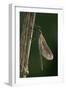 Calopteryx Virgo (Beautiful Demoiselle) - Emerging-Paul Starosta-Framed Photographic Print