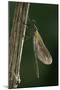 Calopteryx Virgo (Beautiful Demoiselle) - Emerging-Paul Starosta-Mounted Photographic Print