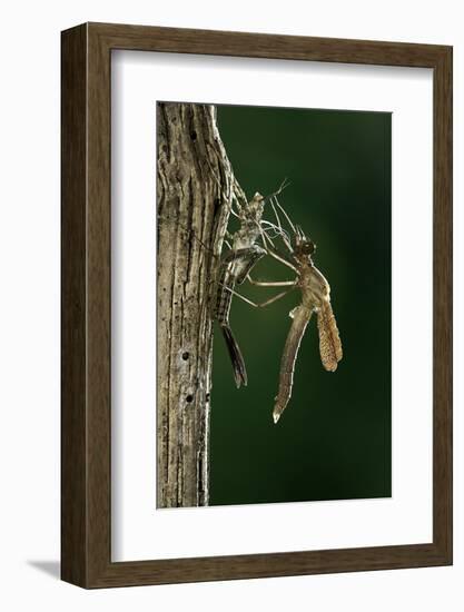 Calopteryx Virgo (Beautiful Demoiselle) - Emerging-Paul Starosta-Framed Photographic Print