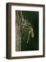 Calopteryx Virgo (Beautiful Demoiselle) - Emerging-Paul Starosta-Framed Photographic Print