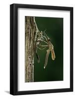 Calopteryx Virgo (Beautiful Demoiselle) - Emerging-Paul Starosta-Framed Photographic Print