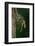 Calopteryx Virgo (Beautiful Demoiselle) - Emerging-Paul Starosta-Framed Photographic Print