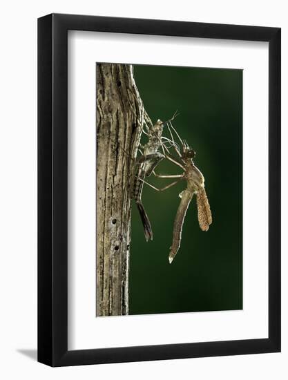 Calopteryx Virgo (Beautiful Demoiselle) - Emerging-Paul Starosta-Framed Photographic Print